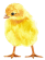 chick-2